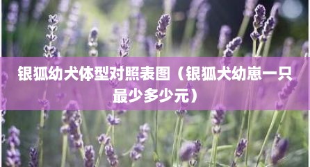 银狐幼犬体型对照表图（银狐犬幼崽一只最少多少元）