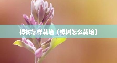 樟树怎样栽培（樟树怎么栽培）