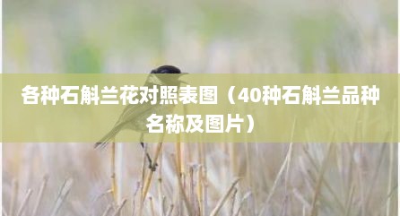 各种石斛兰花对照表图（40种石斛兰品种名称及图片）