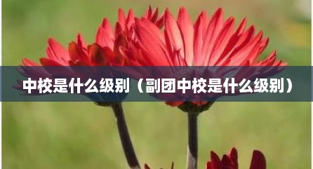 中校是什么级别（副团中校是什么级别）