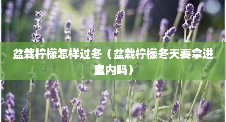 盆栽柠檬怎样过冬（盆栽柠檬冬天要拿进室内吗）