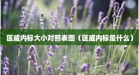 匡威内标大小对照表图（匡威内标是什么）