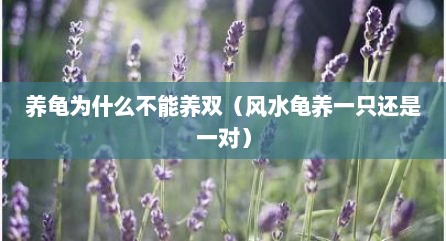 养龟为什么不能养双（风水龟养一只还是一对）