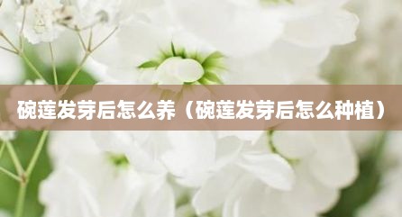 碗莲发芽后怎么养（碗莲发芽后怎么种植）