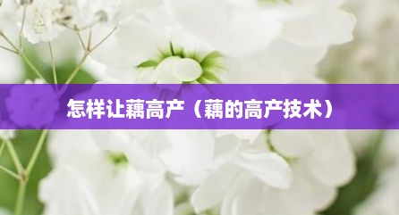 怎样让藕高产（藕的高产技术）