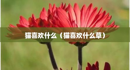 猫喜欢什么（猫喜欢什么草）