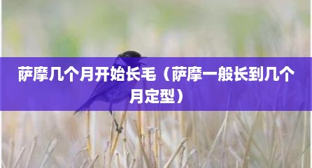 萨摩几个月开始长毛（萨摩一般长到几个月定型）