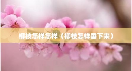 柳枝怎样怎样（柳枝怎样垂下来）