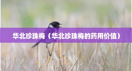 华北珍珠梅（华北珍珠梅的药用价值）