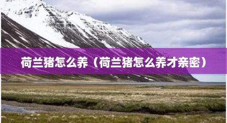 荷兰猪怎么养（荷兰猪怎么养才亲密）