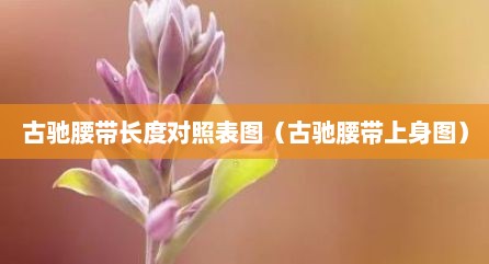 古驰腰带长度对照表图（古驰腰带上身图）