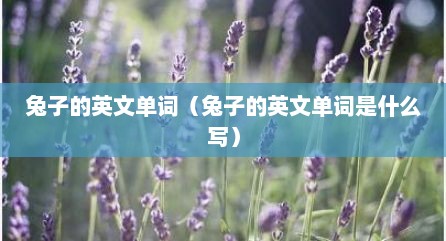 兔子的英文单词（兔子的英文单词是什么写）