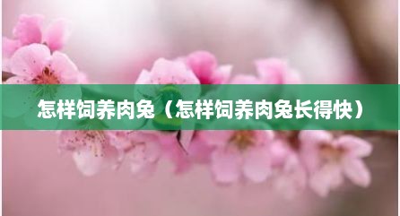 怎样饲养肉兔（怎样饲养肉兔长得快）