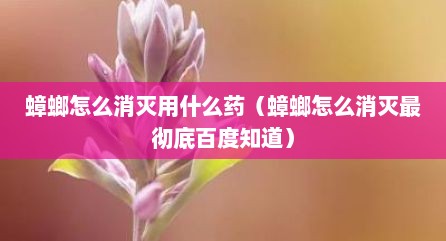 蟑螂怎么消灭用什么药（蟑螂怎么消灭最彻底百度知道）