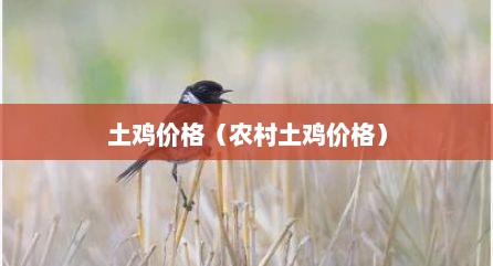 土鸡价格（农村土鸡价格）