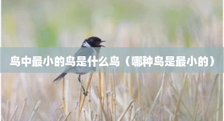 鸟中最小的鸟是什么鸟（哪种鸟是最小的）