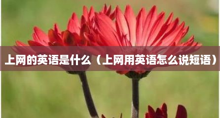 上网的英语是什么（上网用英语怎么说短语）
