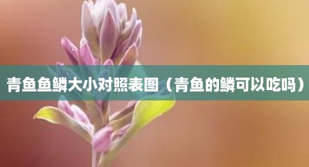 青鱼鱼鳞大小对照表图（青鱼的鳞可以吃吗）