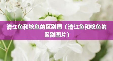 清江鱼和鲶鱼的区别图（清江鱼和鲶鱼的区别图片）