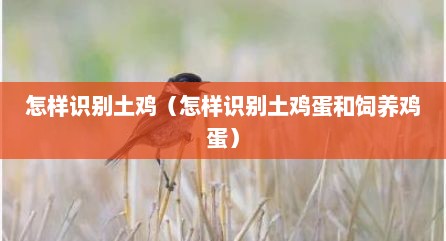 怎样识别土鸡（怎样识别土鸡蛋和饲养鸡蛋）