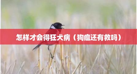 怎样才会得狂犬病（狗瘟还有救吗）