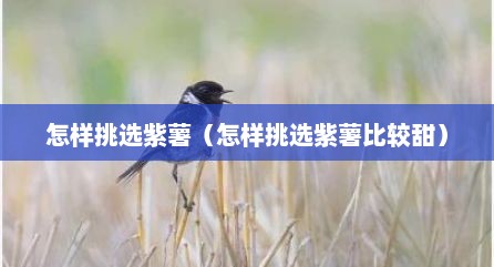 怎样挑选紫薯（怎样挑选紫薯比较甜）