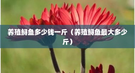 养殖鲟鱼多少钱一斤（养殖鲟鱼最大多少斤）