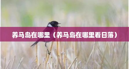 养马岛在哪里（养马岛在哪里看日落）