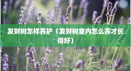 发财树怎样养护（发财树室内怎么养才长得好）