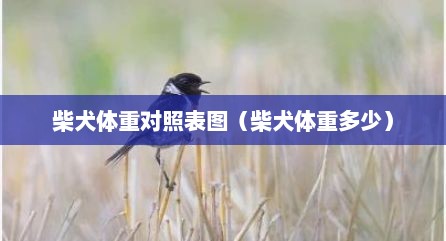 柴犬体重对照表图（柴犬体重多少）