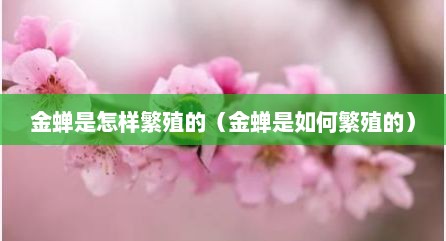 金蝉是怎样繁殖的（金蝉是如何繁殖的）