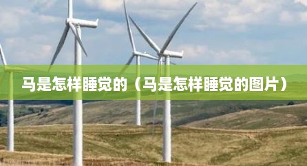 马是怎样睡觉的（马是怎样睡觉的图片）