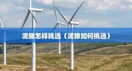 泥鳅怎样挑选（泥鳅如何挑选）