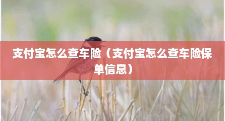 支付宝怎么查车险（支付宝怎么查车险保单信息）