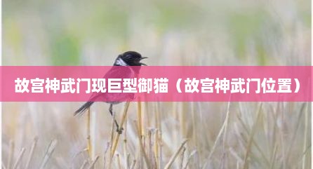 故宫神武门现巨型御猫（故宫神武门位置）