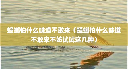 蟑螂怕什么味道不敢来（蟑螂怕什么味道不敢来不妨试试这几种）