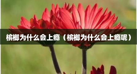槟榔为什么会上瘾（槟榔为什么会上瘾呢）