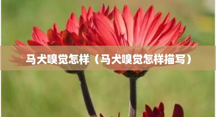 马犬嗅觉怎样（马犬嗅觉怎样描写）