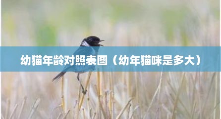 幼猫年龄对照表图（幼年猫咪是多大）