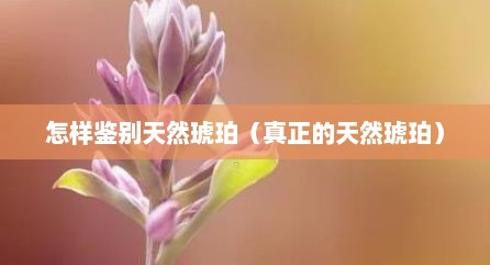 怎样鉴别天然琥珀（真正的天然琥珀）