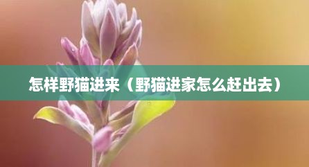 怎样野猫进来（野猫进家怎么赶出去）