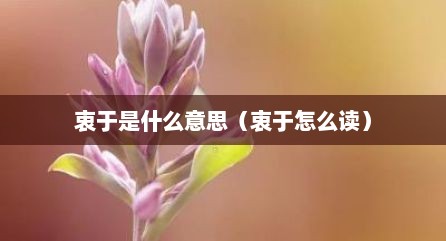 衷于是什么意思（衷于怎么读）
