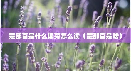 楚部首是什么偏旁怎么读（楚部首是啥）