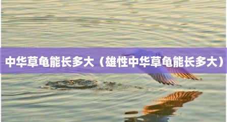 中华草龟能长多大（雄性中华草龟能长多大）