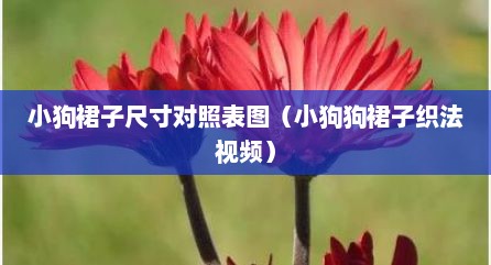 小狗裙子尺寸对照表图（小狗狗裙子织法视频）