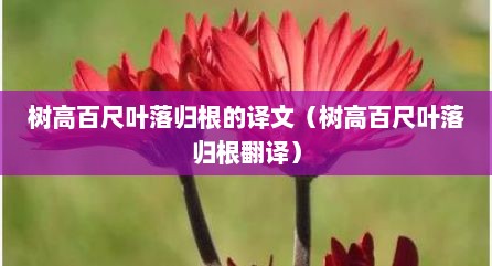 树高百尺叶落归根的译文（树高百尺叶落归根翻译）