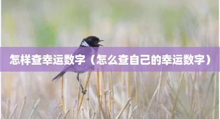 怎样查幸运数字（怎么查自己的幸运数字）