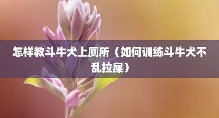 怎样教斗牛犬上厕所（如何训练斗牛犬不乱拉屎）