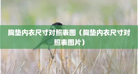 胸垫内衣尺寸对照表图（胸垫内衣尺寸对照表图片）