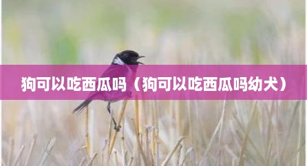 狗可以吃西瓜吗（狗可以吃西瓜吗幼犬）